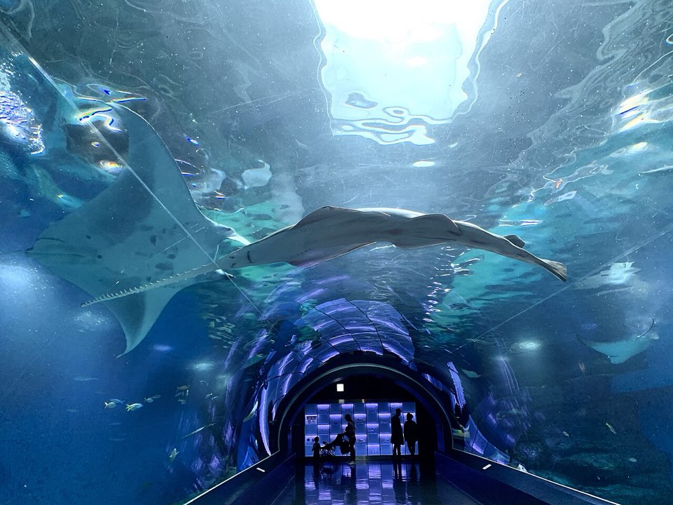 品川麦克赛尔水族馆